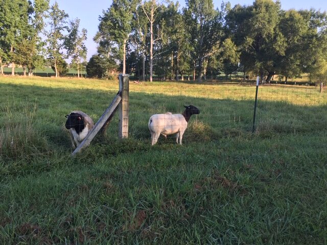 Our older ram  and Bellwether Moses